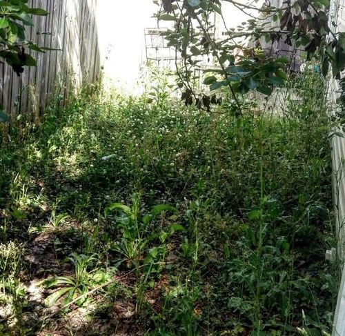 All Photos for Voilà Magic LawnCare Services in Jacksonville, NC