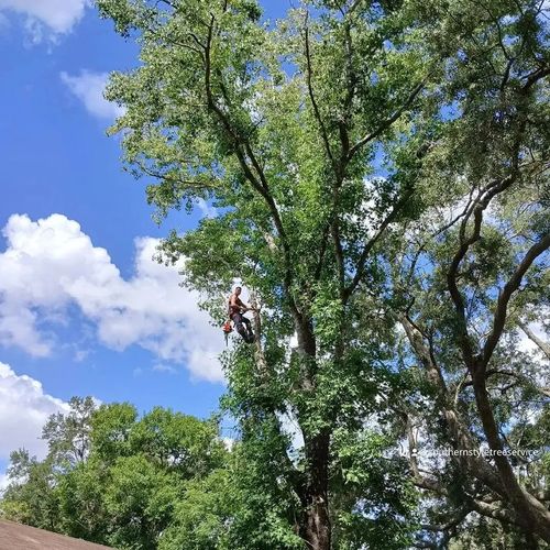 All Photos for A Southern Style Tree Service in Orlando, FL