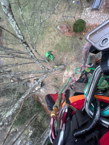 Dead Limb Removal for DC TREE in Vernon, CT