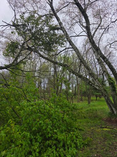  for D Hale Tree Service in Ann Arbor, MI