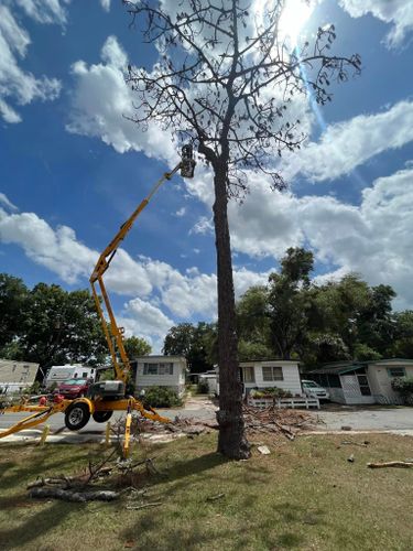 Tree Trimming for McGraw’s Lawn and Tree Service in DeLand, FL