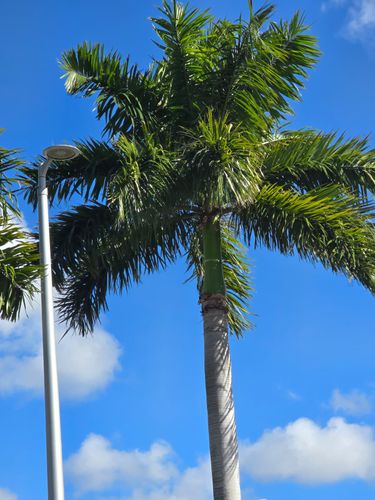 Palm Strapping for Bridgewater Arbor Care in Jupiter, FL