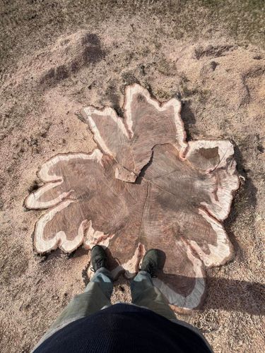 Stump Removal for Precision Tree Service, Inc. in Ryland Heights, KY