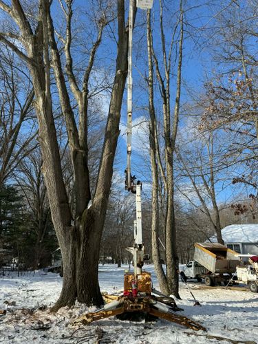  for D Hale Tree Service in Ann Arbor, MI