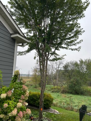 Tree Trimming for Allstate Tree Service and Crane in Minneapolis, MN