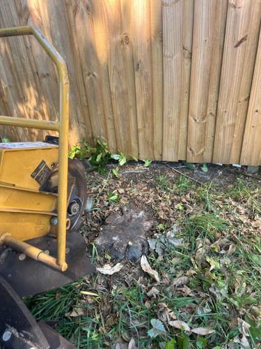  for KB’s Stump Removal in Pinellas county, FL