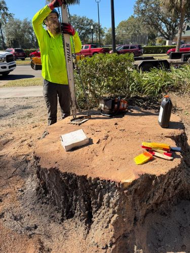 Tree Removal for Ryker's Tree Service in Dunedin, FL