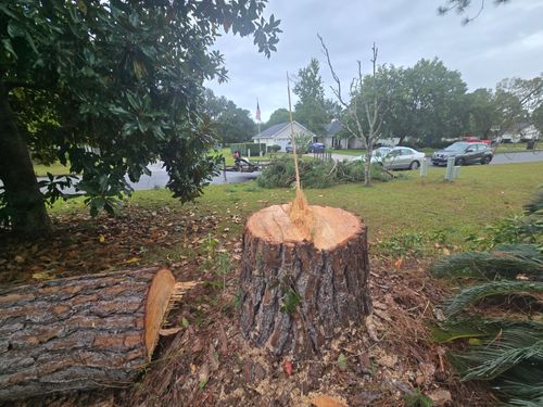 Tree Removal for Southern Shade Property Service in Ray City, GA