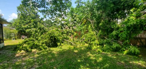 All Photos for Highlife Tree Care And Landscaping in Altamonte Springs, FL