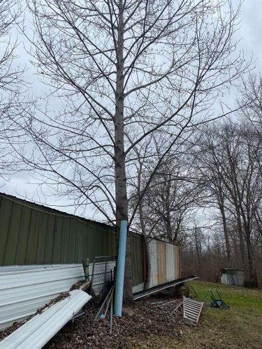 Tree Removal for Atwood’s Tree Care in Liberty,  KY