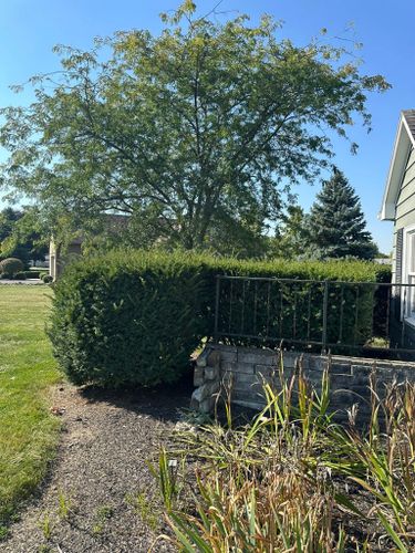 Shrub Trimming for OT Lawn and Landscaping LLC in Carey, OH