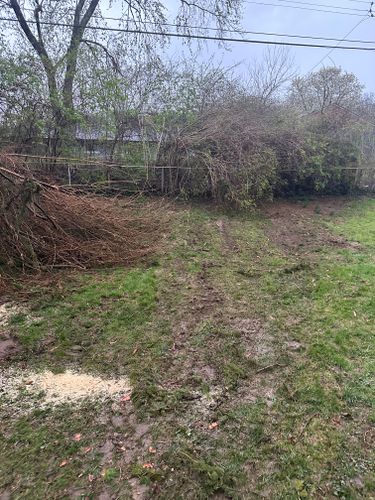 All Photos for Pro Tree Trim & Removal, Llc in Dayton, OH