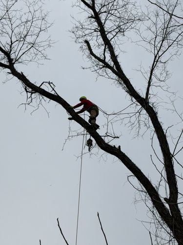 Tree Work for Willis Landscape & Masonry LLC in Newtown, CT