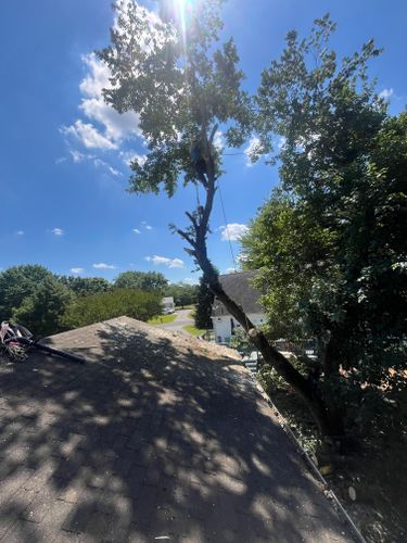  for Ricky's Tree Service & Property Care in Orange, VA