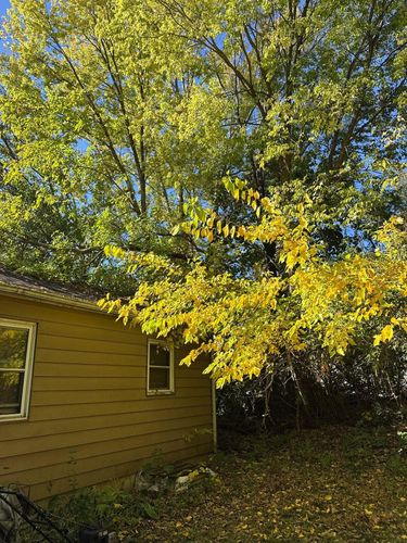 Fall Clean Up for Fransen's Tree Service  in Freeport, IL