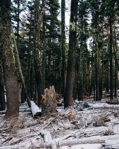  for Oakwood Tree Removal LLC in Oak Creek,  WI