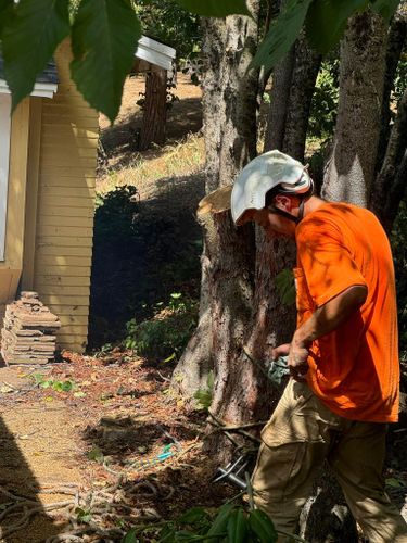 Property Clean Up for The Tree Fairy in Temecula, CA