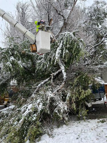  for Clean Cut Tree Service in Gillette, WY