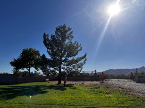 for AZ Tree & Hardscape Co in Surprise, AZ