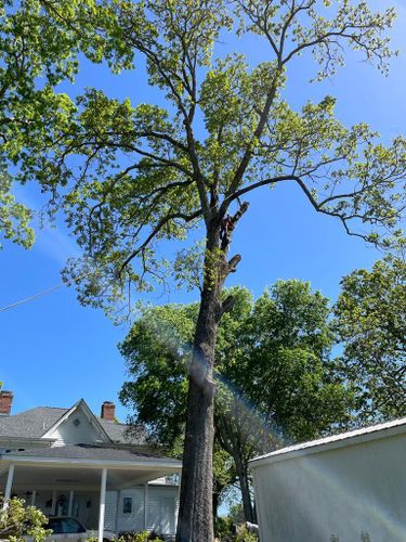 Tree Removal for Rosales Landscaping LLC in Lake Gaston, North Carolina