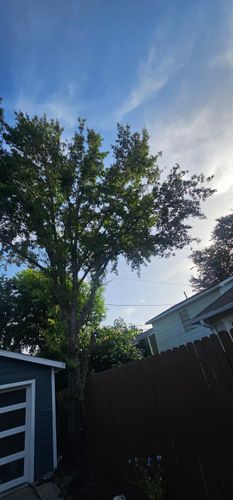  for Servin's Tree Care  in Houston, TX