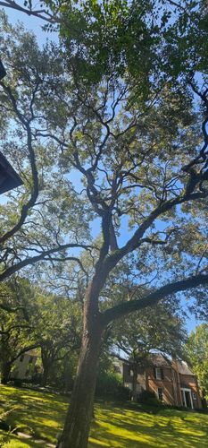  for Servin's Tree Care  in Houston, TX