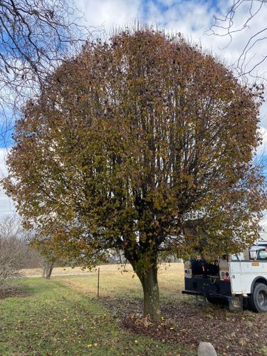 Tree Removal for Atwood’s Tree Care in Liberty,  KY