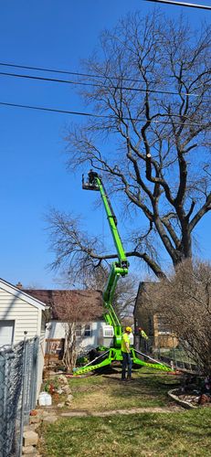 Tree Removal for Olson Tree Service, Inc in Rockford, IL