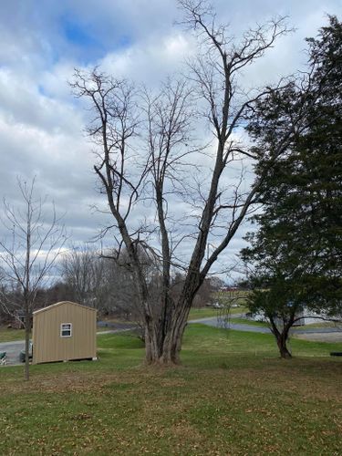 Fall and Spring Clean Up for Atwood’s Tree Care in Liberty,  KY