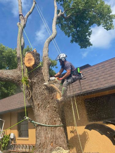 Tree Removal for Ryker's Tree Service in Dunedin, FL