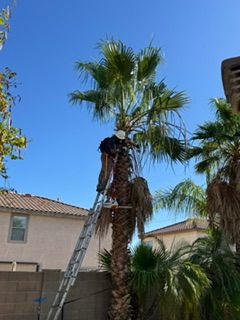 Tree Pruning for Patriot Tree Service in Mesa, AZ