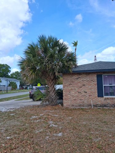 All Photos for A Southern Style Tree Service in Orlando, FL