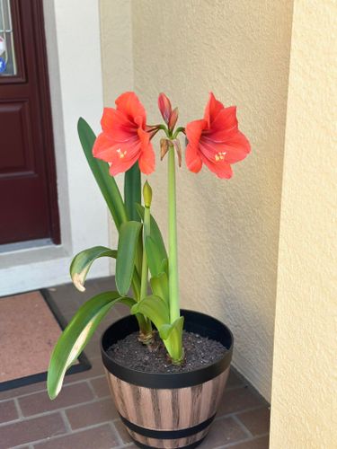 Lawn Maintenance for The Yardman in Tampa, FL