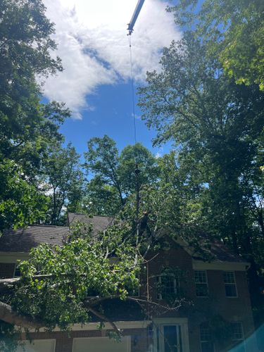 Tree Removal for DIAZ TREE in Stafford, VA