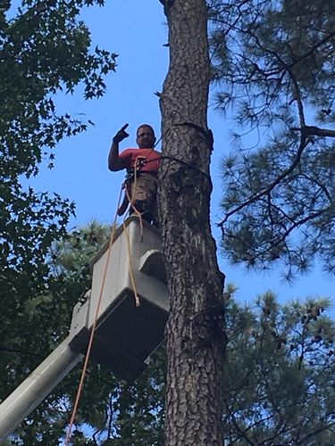  for Leonard’s Tree Service in Toano, VA
