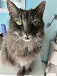 Animal Sanctuary for Sullivan Sanctuary of Maine in Brunswick, ME