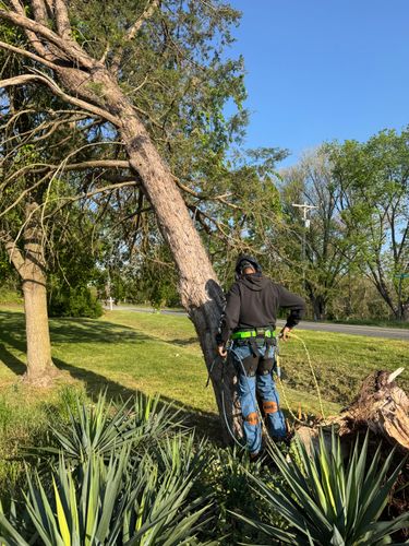 All Photos for Ramirez Tree Care in Elkin, NC