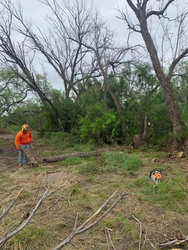 Tree Pruning for Braun Tree Service  in Floresville, Texas