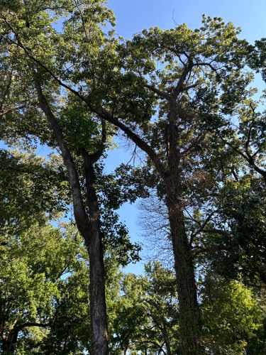  for Big Bear Tree Service in Newport News, VA