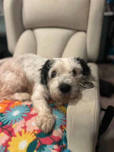 Animal Rescue for Sullivan Sanctuary of Maine in Brunswick, ME