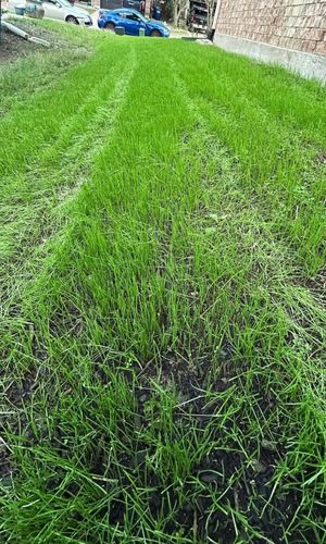 Winter green lawn package for North Texas Groundscaping in Frisco, TX