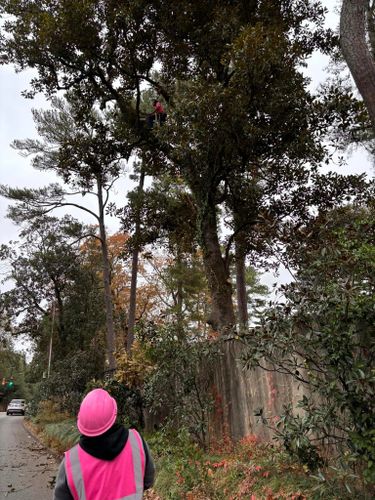 Tree Removal for Pink Pelican Tree Service & Landscaping in Columbia, SC