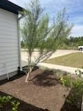 Tree & Shrub Care for Oviedo Land & Garden in Bastrop, TX