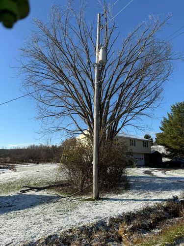  for Sterlings Tree Removal in Cobleskill, New York