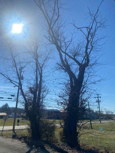 Tree Removal for Atwood’s Tree Care in Liberty,  KY