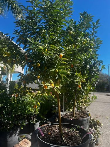 Landscape Design & Installation for Lawn Caring Guys in Cape Coral, FL