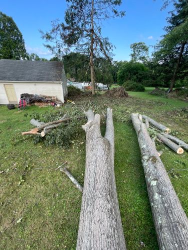 Tree Removal for Benjamin & Sons in Elmira, NY