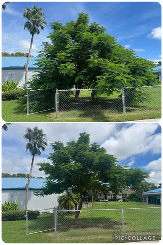 Tree Trimming for Adam's Tree and Stump Care in Sarasota, FL