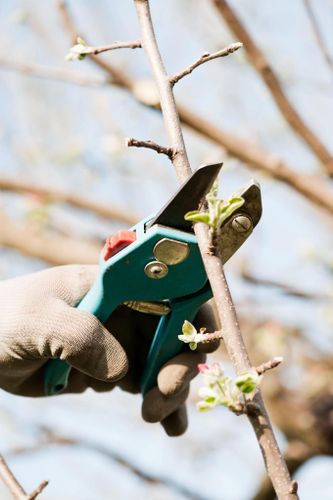  for Tree-B-Gone in Appleton, WI
