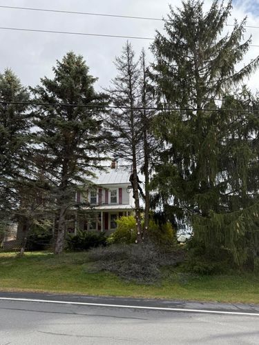  for Sterlings Tree Removal in Cobleskill, New York